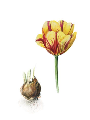 Rembrandt Tulip and Bulb  by Lisa Maxwell