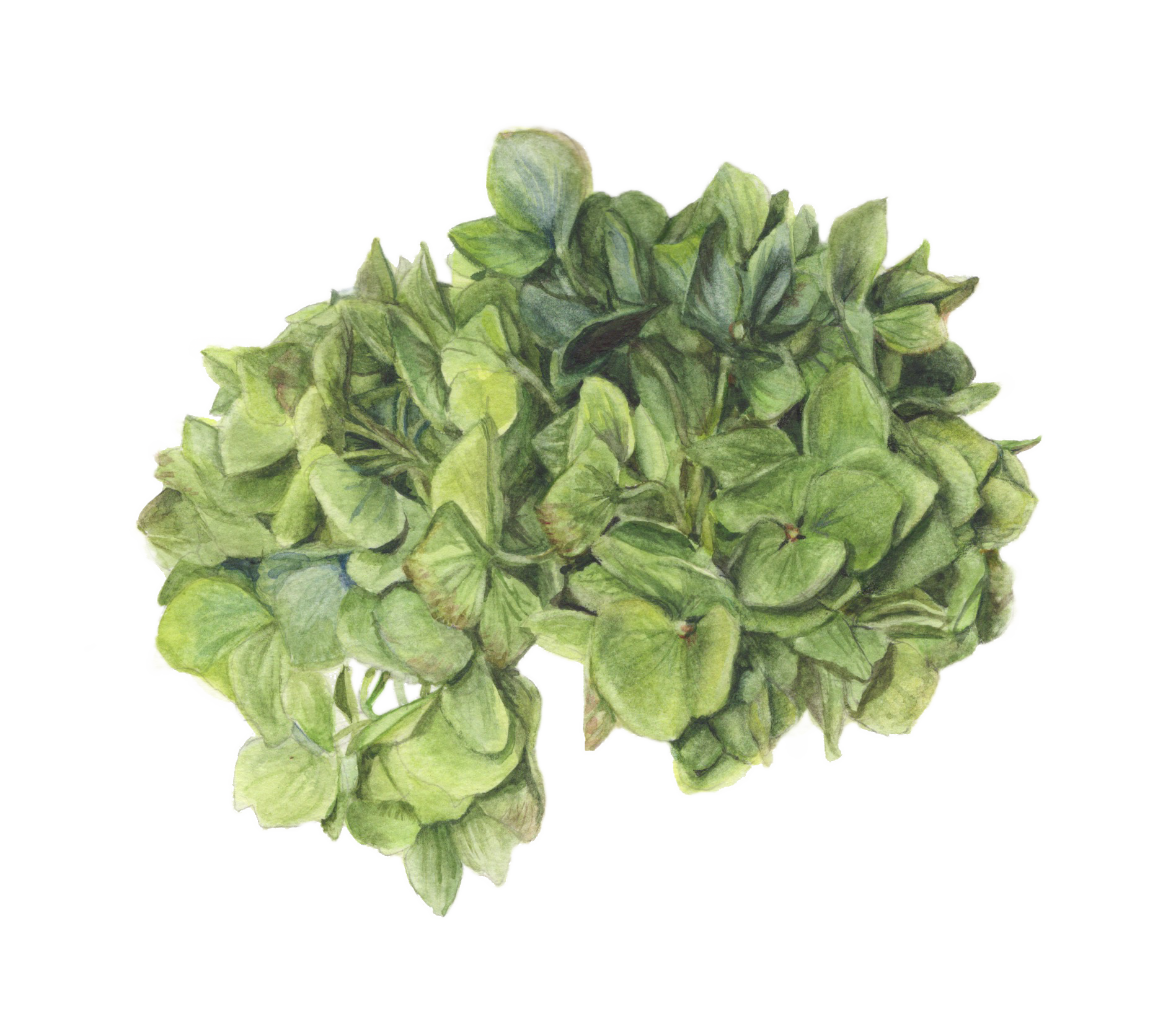 Fran's Green Hydrangea by Lisa Maxwell