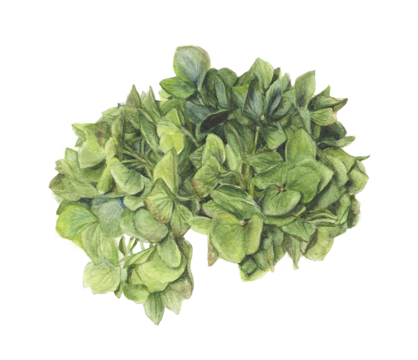 Fran's Green Hydrangea by Lisa Maxwell