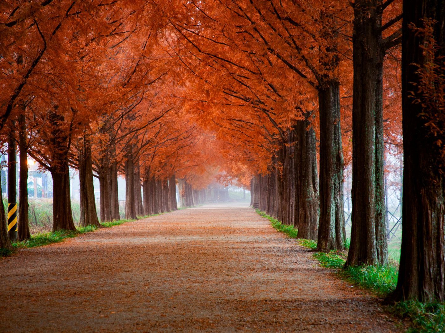 Tree-lined path with orange autumn leaves forming a tunnel over a straight gravel walkway