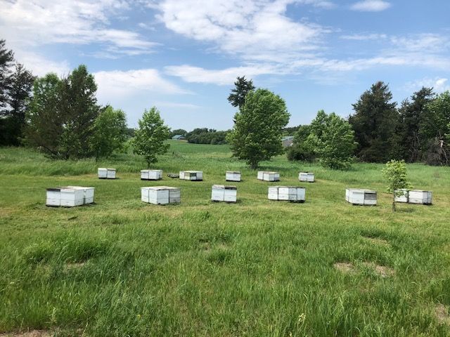 A field filled with beehives and trees on a sunny day
