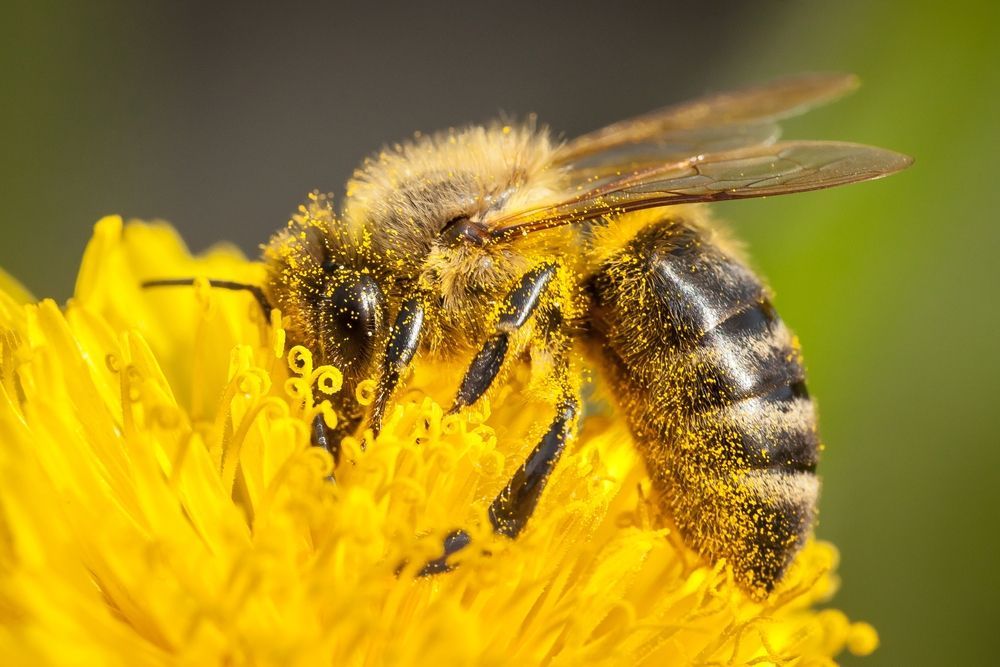 A close up of a bee on a yellow flower.