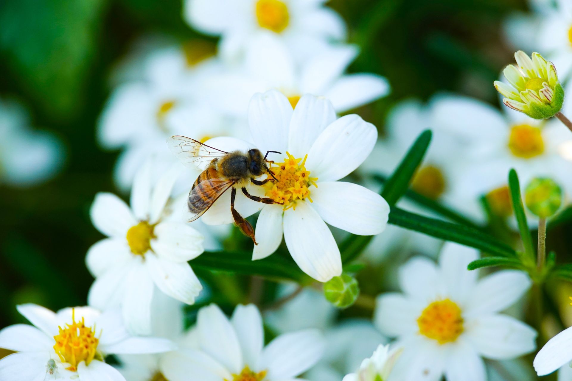 A bee is sitting on a white flower with a yellow center.