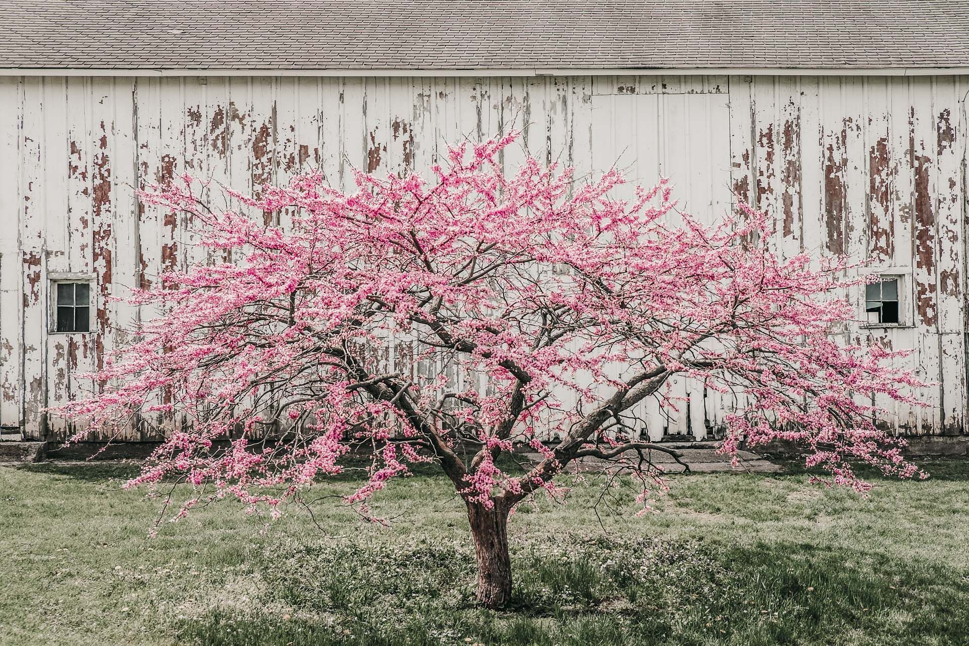 A tree with pink flowers is in front of a white barn.