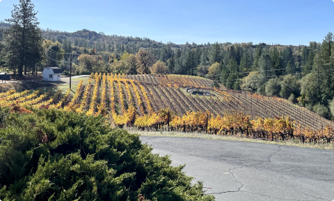 Vineyard with yellow-gold autumn foliage, trees, and a small white building under a clear blue sky.
