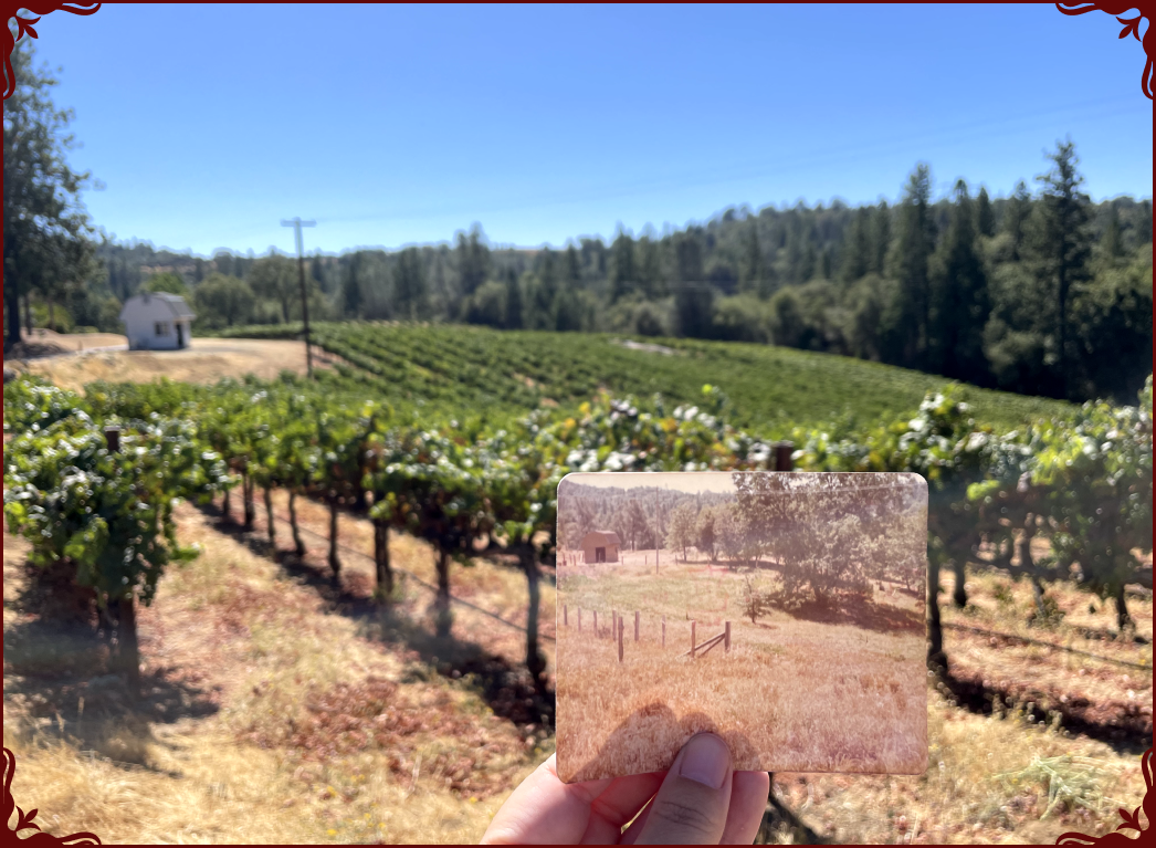 A hand holds a vintage photograph up against a vineyard, showing the same scene from the past with a small building.