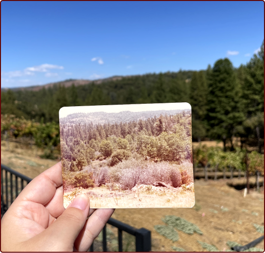 A hand holds an old photo of a hillside forest, perfectly aligned with the real-world forest landscape in the background.
