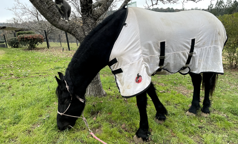 A black horse wearing a white and black mesh fly sheet grazes on grass near a tree with a cat perched in its branches.