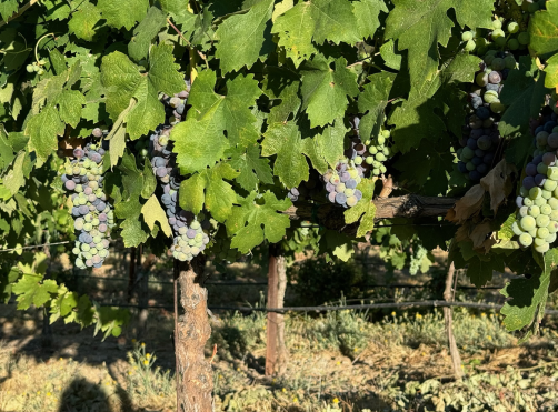 Clusters of dark purple grapes hang from leafy vines in a sunny vineyard with wooden support posts.