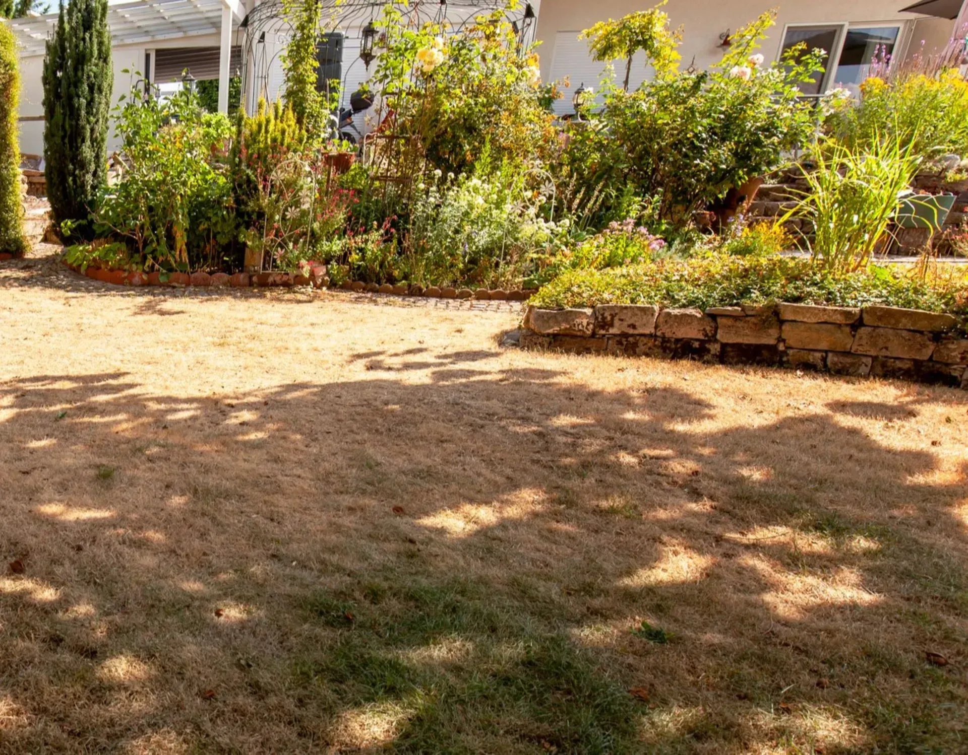 A dry, brown lawn in front of a garden bed filled with lush green plants and a white house.
