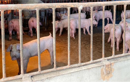 一群豬站在柵欄後面的豬圈裡。