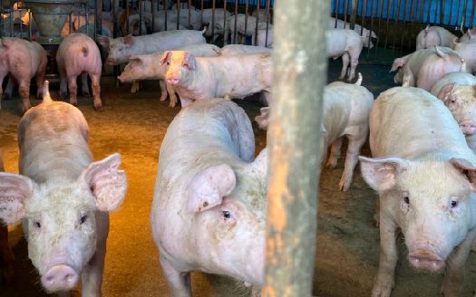 一群豬站在豬圈裡看著鏡頭。