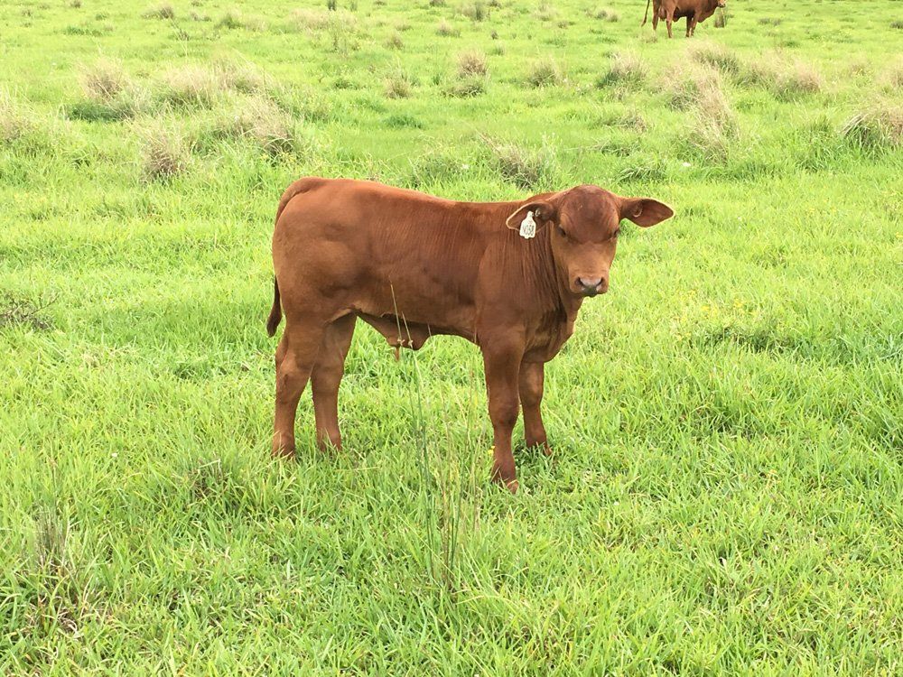 a cow standing in  grass