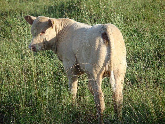Senepol X Charolais