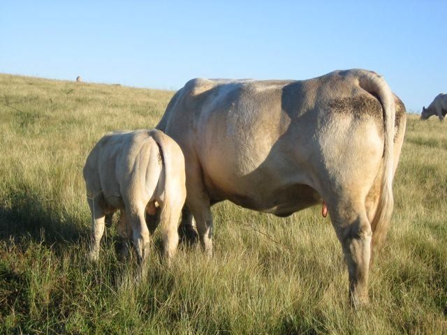 white cows