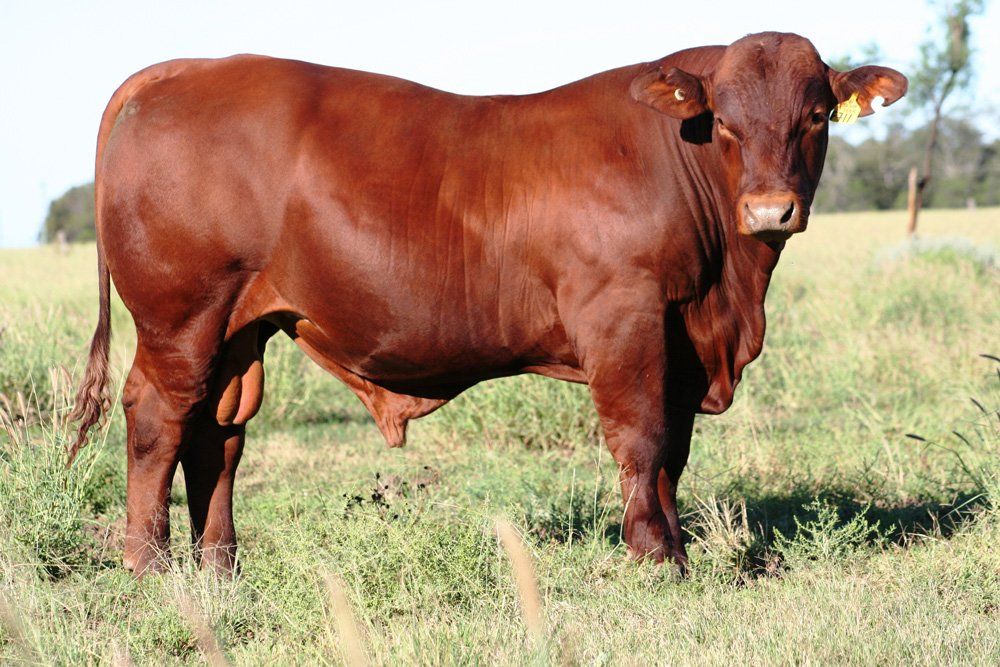 brown cow standing in grass