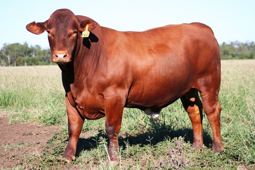 brown cow standing in grass