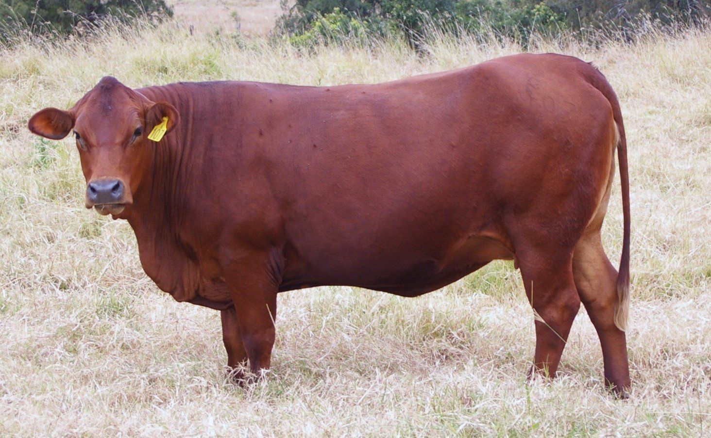 brown cow
