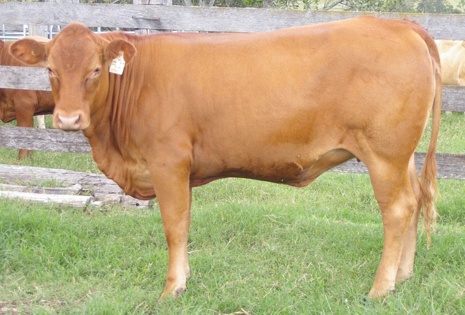 brown cow standing in grass