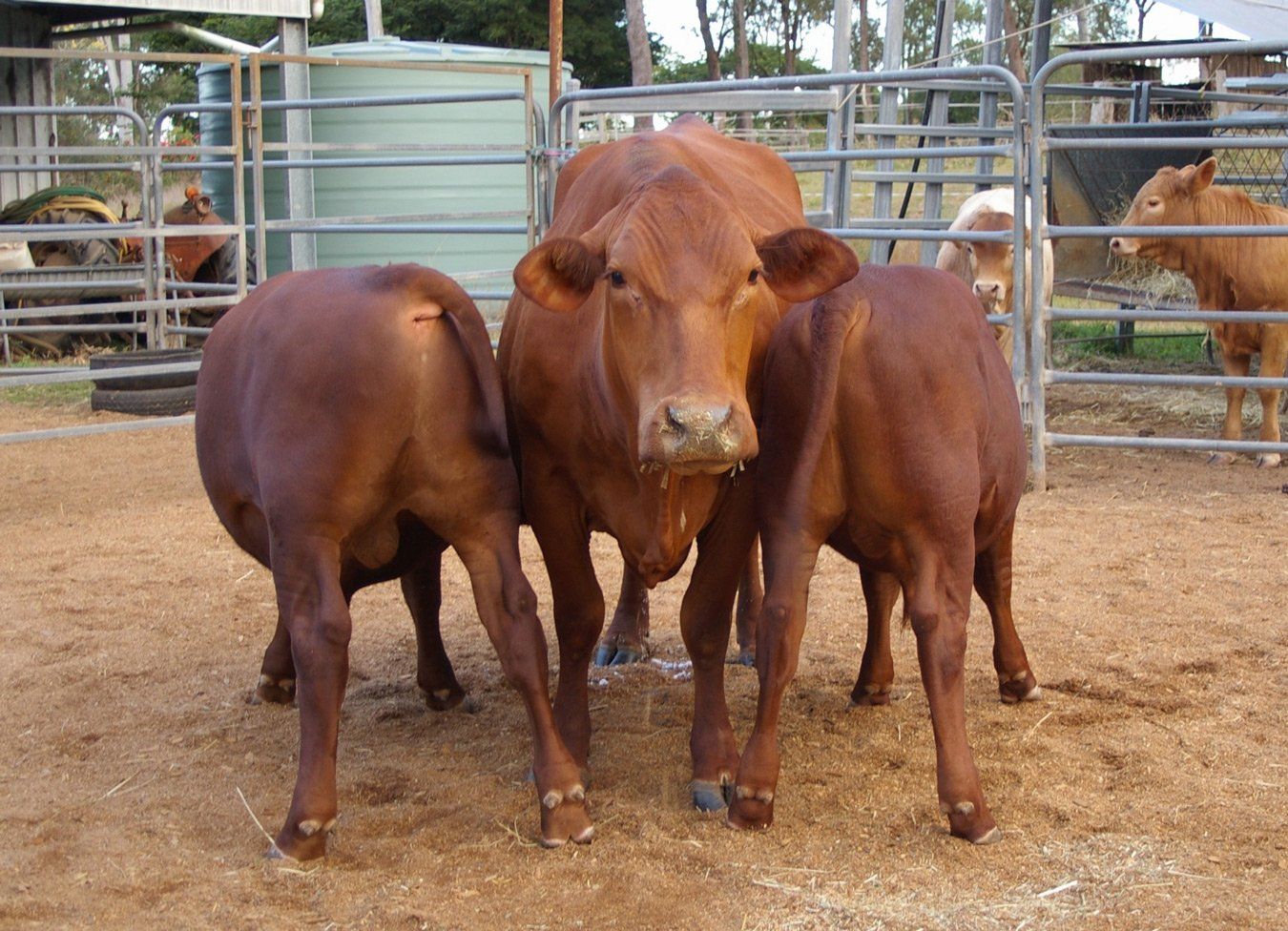 two back view and a front view cow