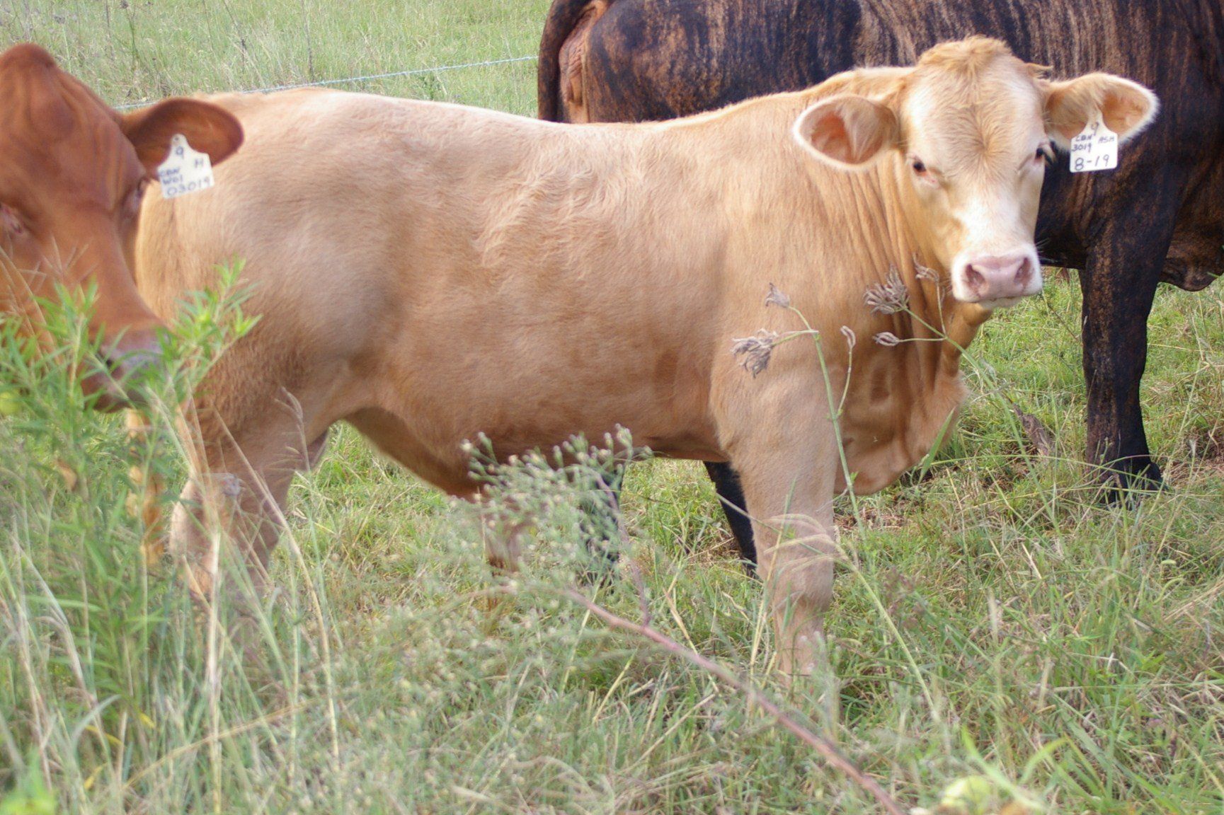 charolais bull