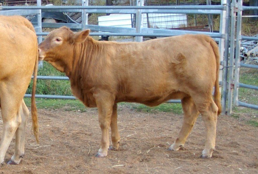 brown cow