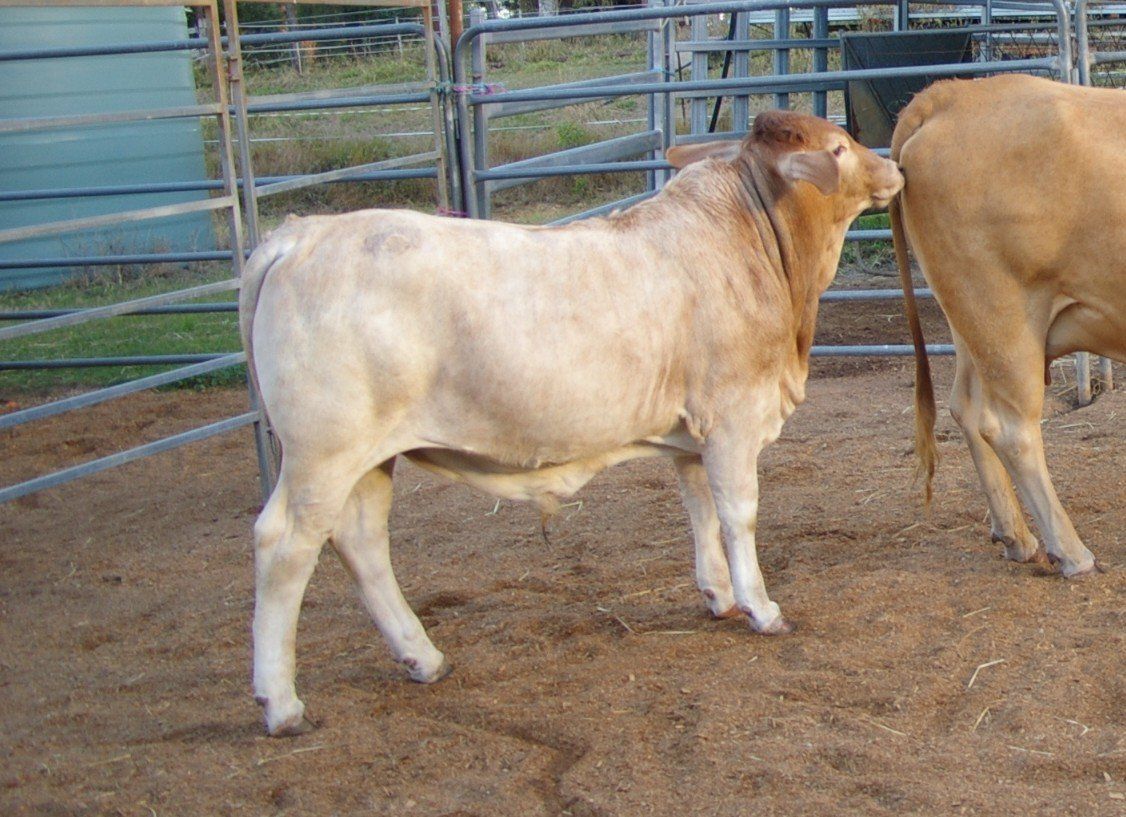 white cow