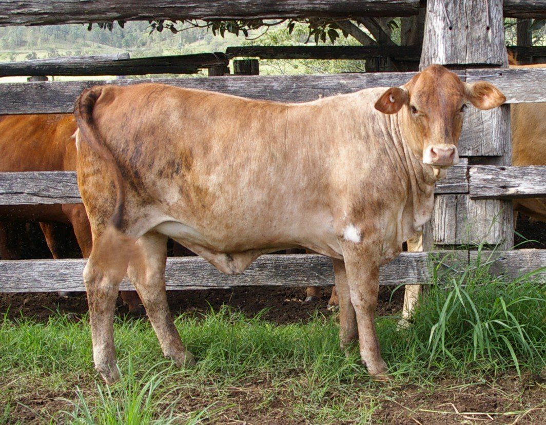 light brown cow