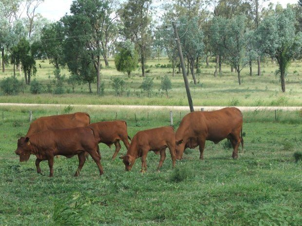 group of cow