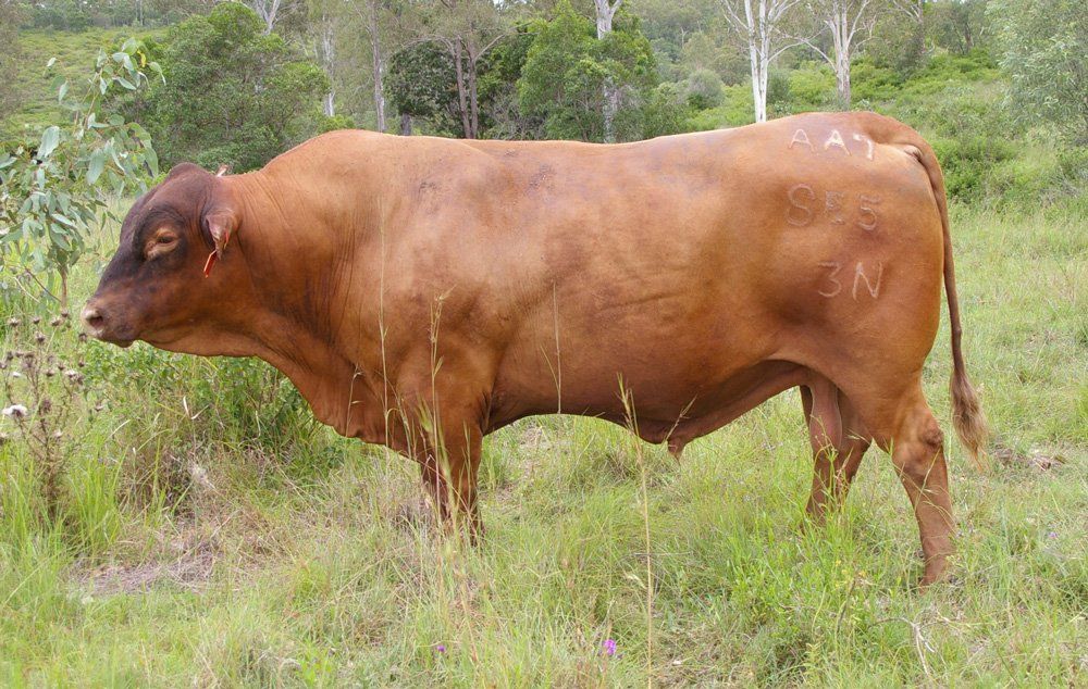 cow in grass
