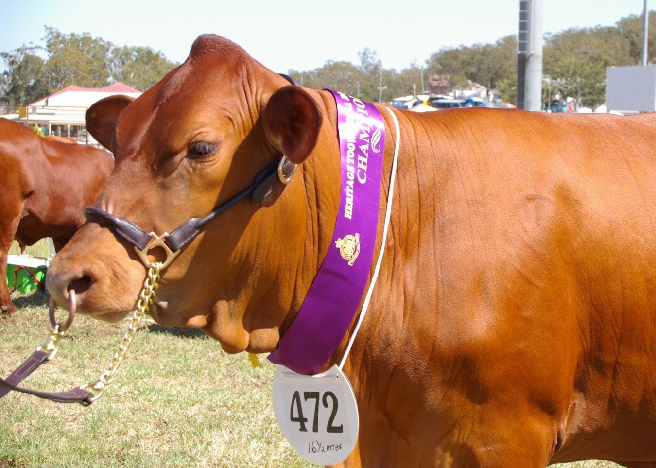 cow with medal