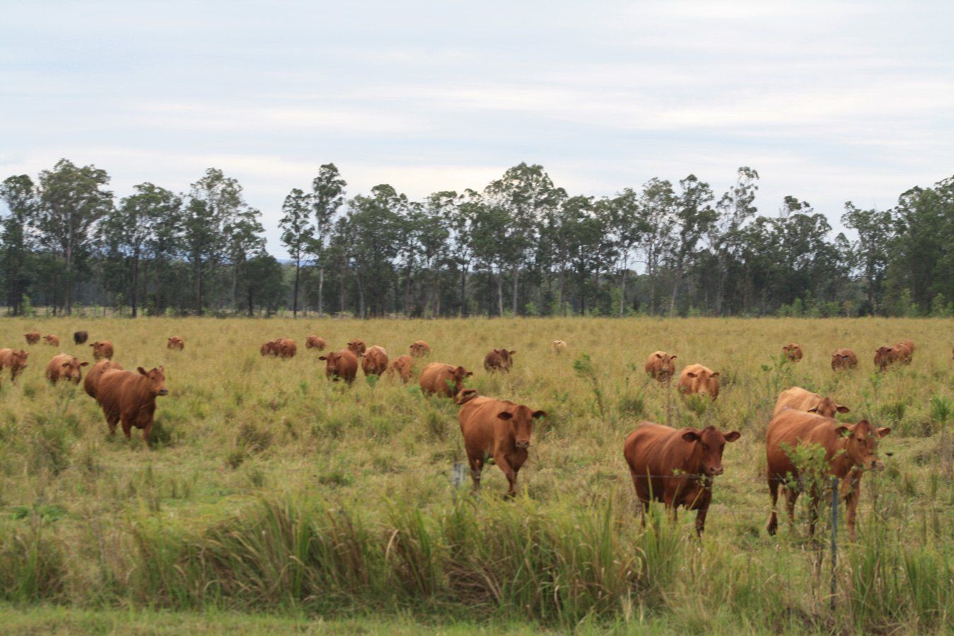cows eating