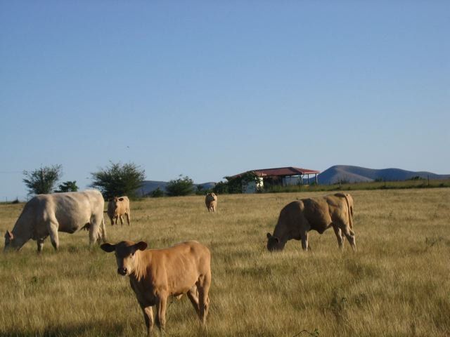 cow on field
