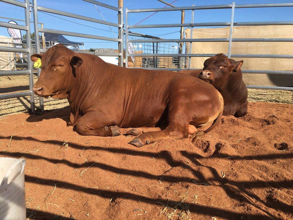 resting cow in sand