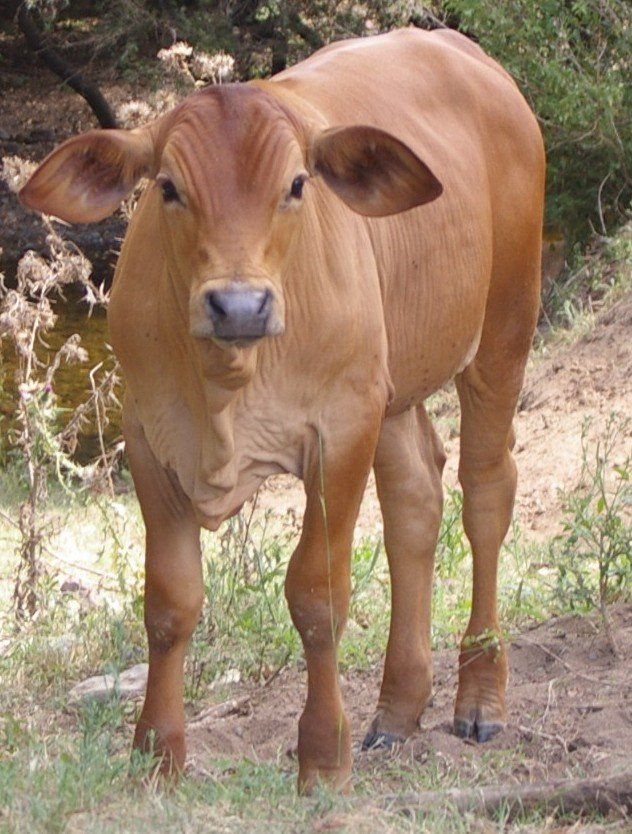 standing cow