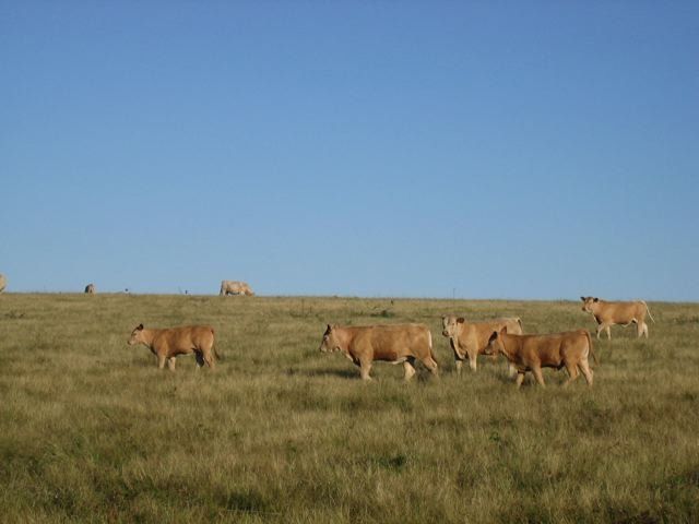 group of cow in field
