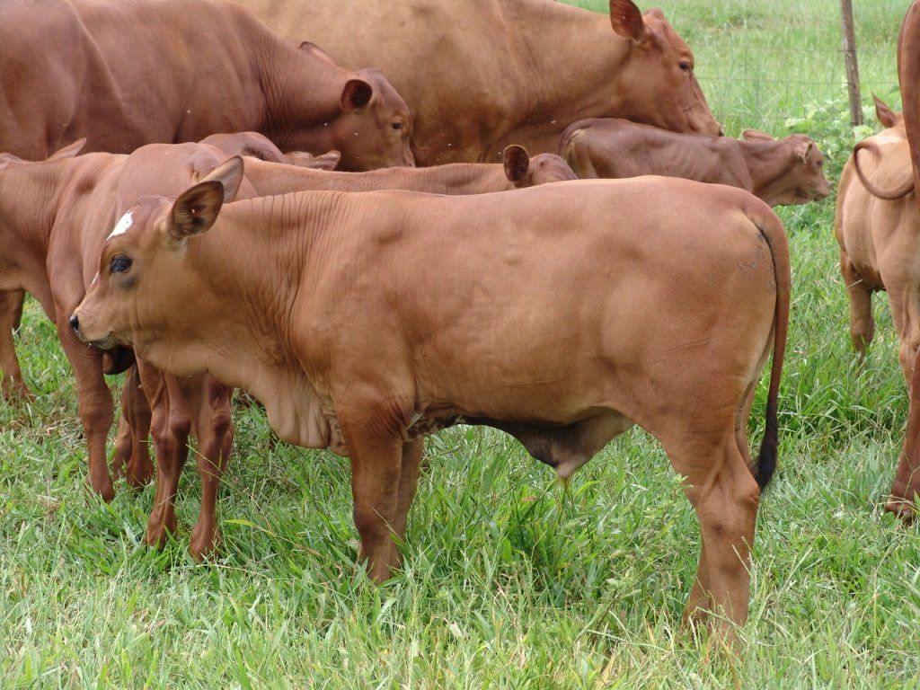 group of cow