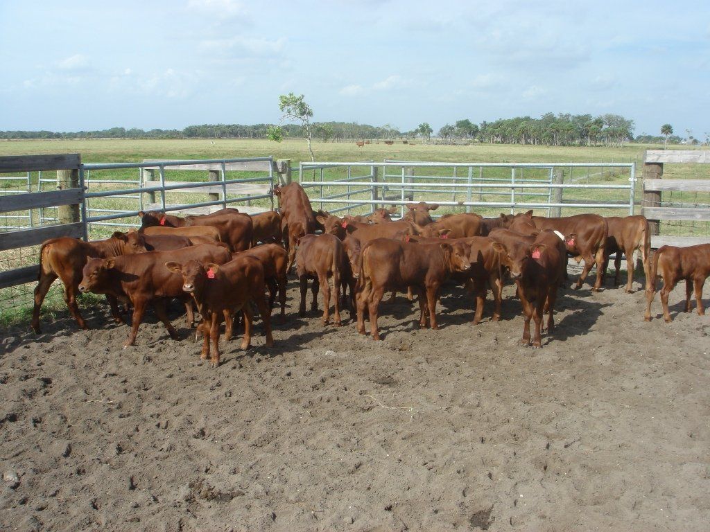 group of cow in cage