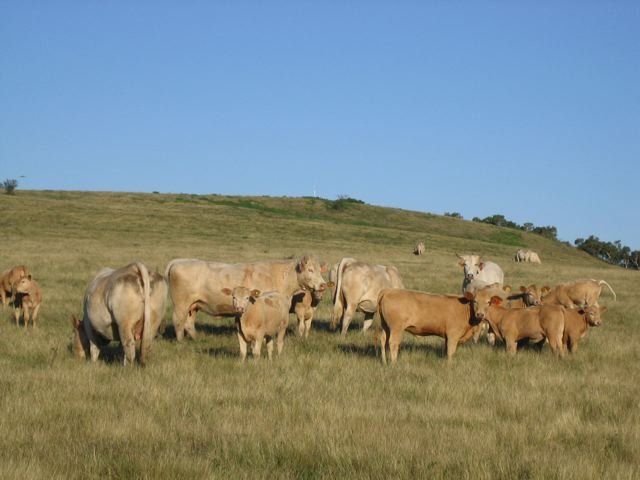 group of cow