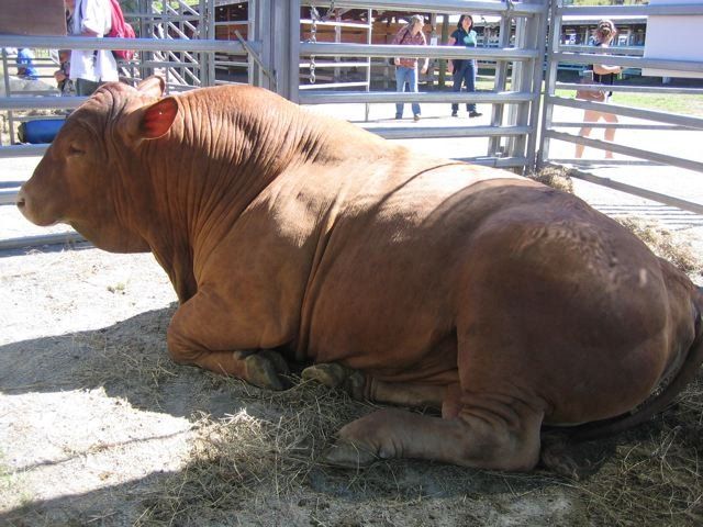 resting cow