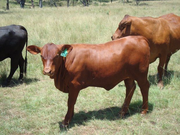 two brown cow and a black one