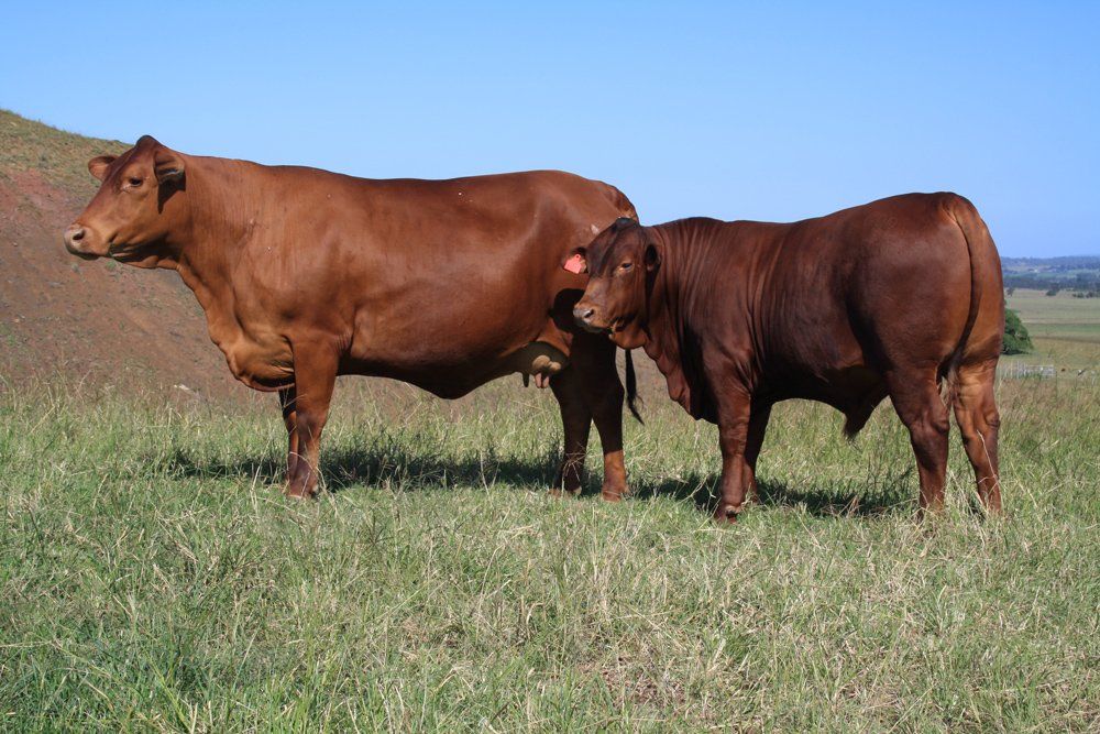 The Australian Senepol Cattle Breeders Association