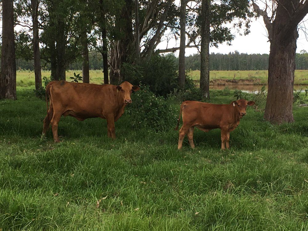 two cow standing