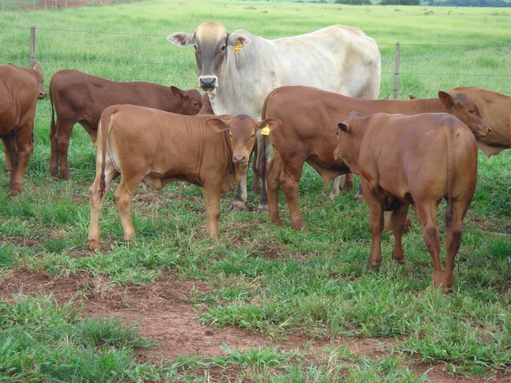 group of cow