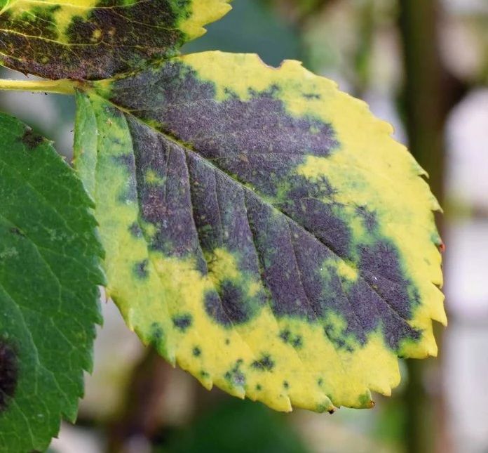 Dried orange and white calendula flower petals.