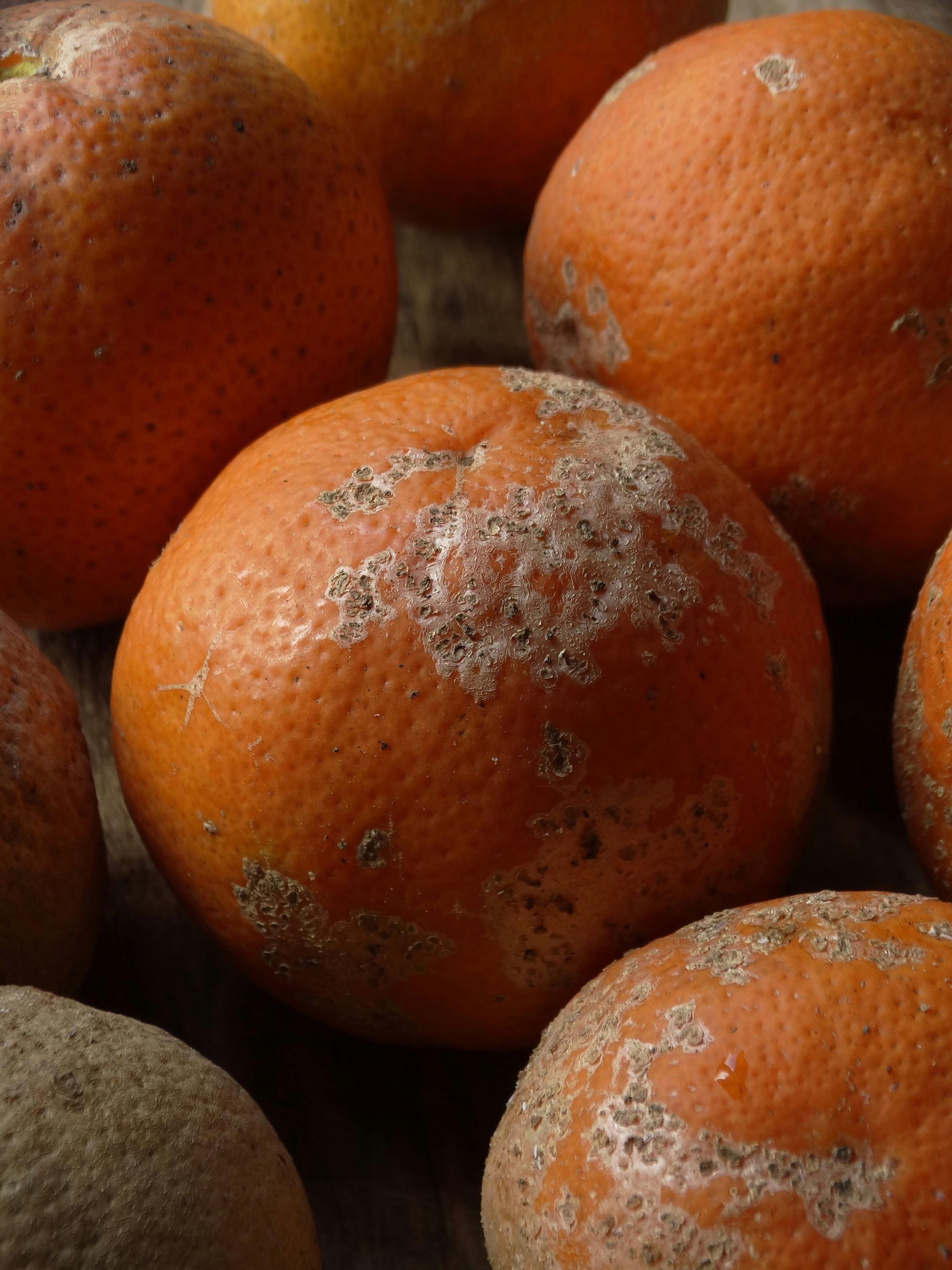 Oranges with white patches on their orange skin.