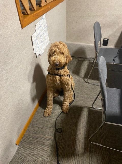 Norm Grief dog at WILO morning show