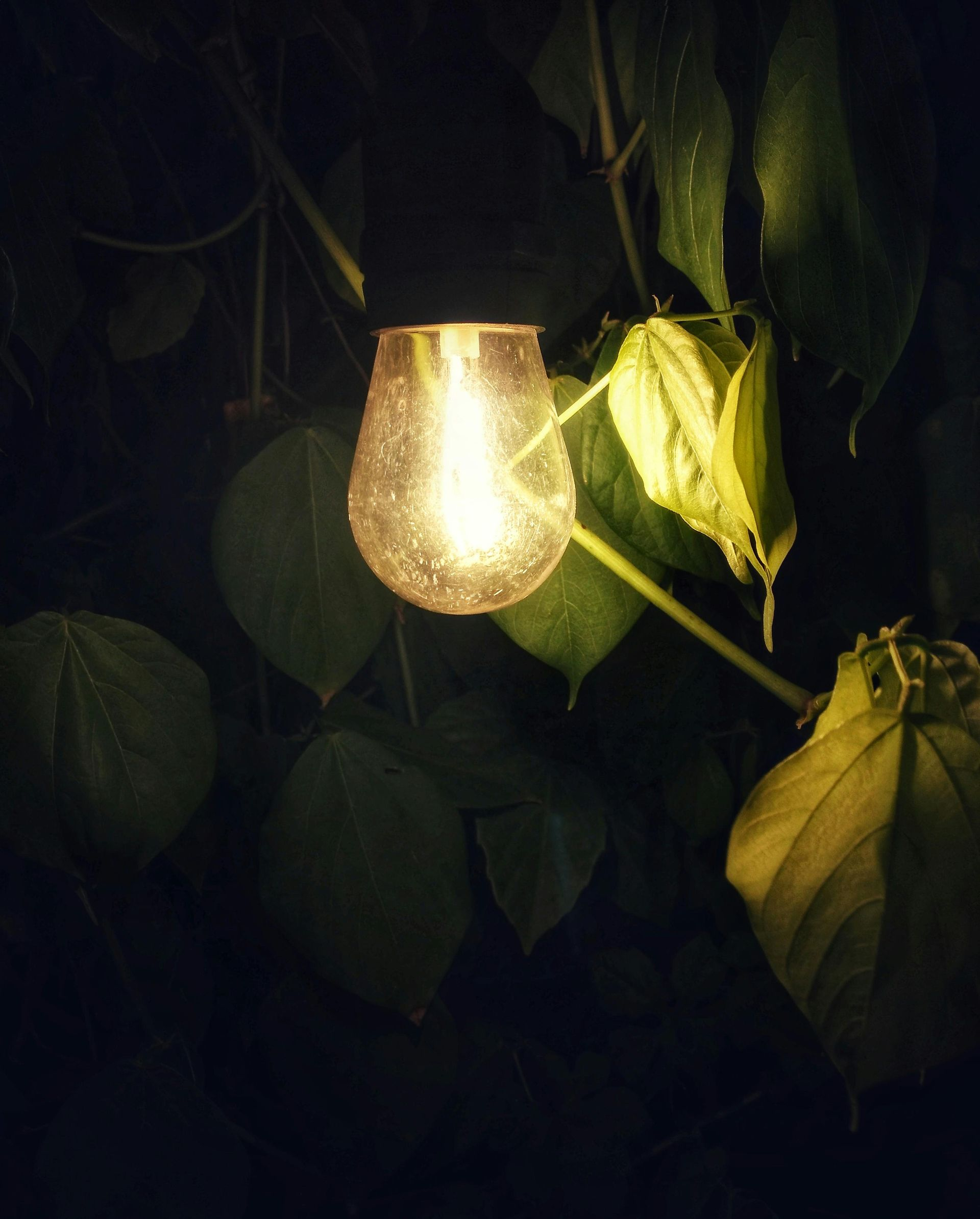 Lit glass bulb among green leaves, glowing against a dark background.