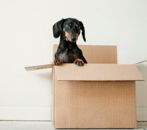 Dog in Box — Coastal Furniture Removals in Hervey Bay, QLD