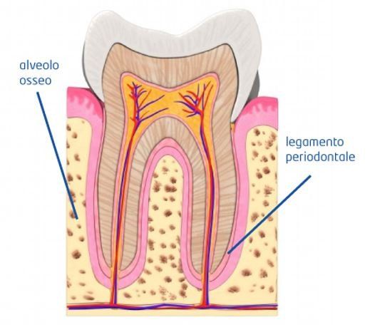 La struttura di un dente